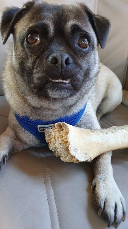 The Healthy Benefits of Ostrich Bones - The Doggie Boat
