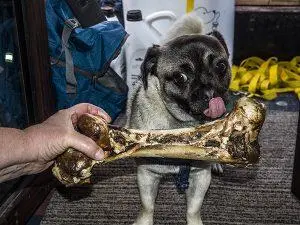 are roam ostrich bones safe for dogs